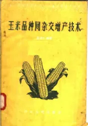 玉米品种间杂交增产技术