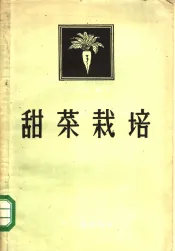 甜菜栽培