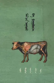 家畜解剖与生理学  蒙古文