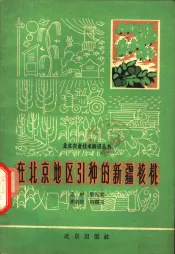 在北京地区引种的新疆核桃